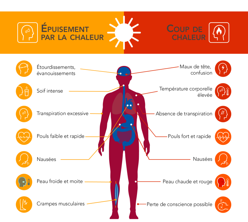 Introduction à l’homéostasie et à la régulation | Parlons sciences